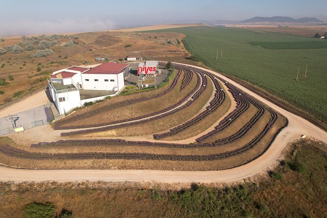 Aroma sampling of 5 Bulgarian Lavender varieties at DiVes Winery - Arriving at DiVes Estate Winery
