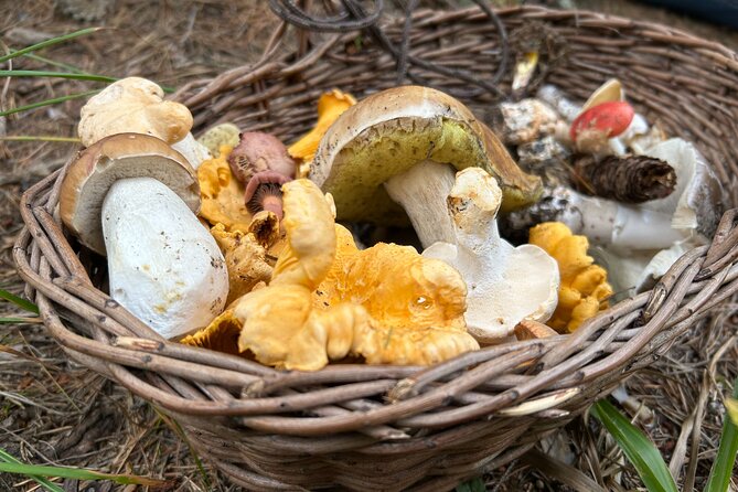 Culinary Adventure To The Fungi And Botanical Kingdom Of Bulgaria - From Sofia streets to Lozen Mountain forests