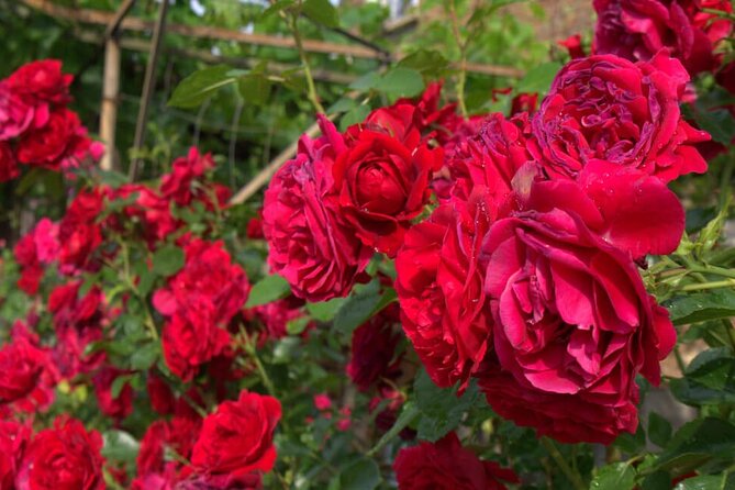Kazanlak Full-Day Tour from Sofia - Rose oil at Damascena or another local distillery