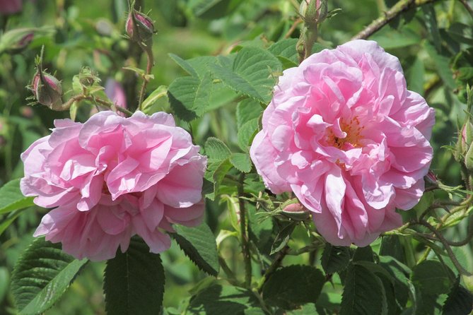 Kazanlak-Rose Valley-Valley of the Thracian Kings - private tour from Plovdiv - Key points to know before you book