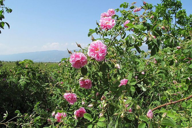 Kazanlak-Rose Valley-Valley of the Thracian Kings - private tour from Plovdiv - What the guide adds to the day