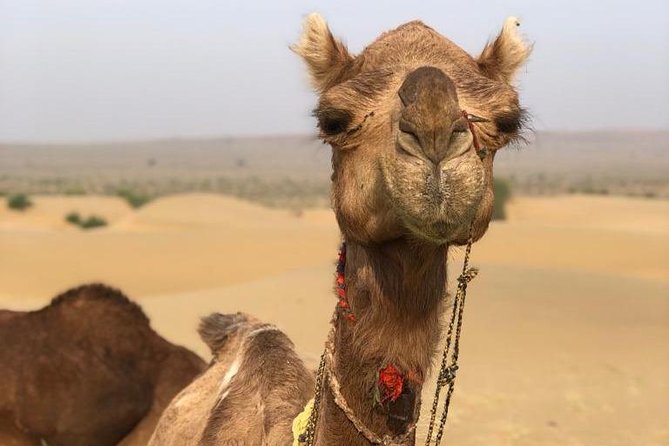 Non Touristic Half Day Camel Safari Thar Desert Sunset - The oasis that supports more than 45 villages