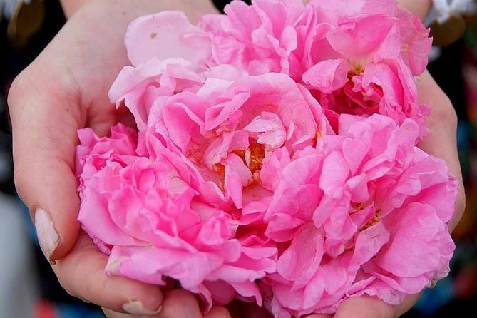 Picking Roses Workshop & Extracting Rose Oil in the Rose Valley - Why This Rose Valley Experience Feels Different