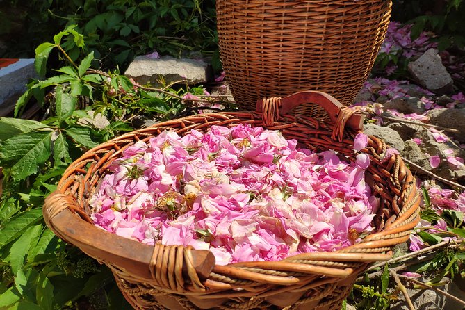 Picking Roses Workshop & Extracting Rose Oil in the Rose Valley - Learning to Extract Rose Oil and Rose Water