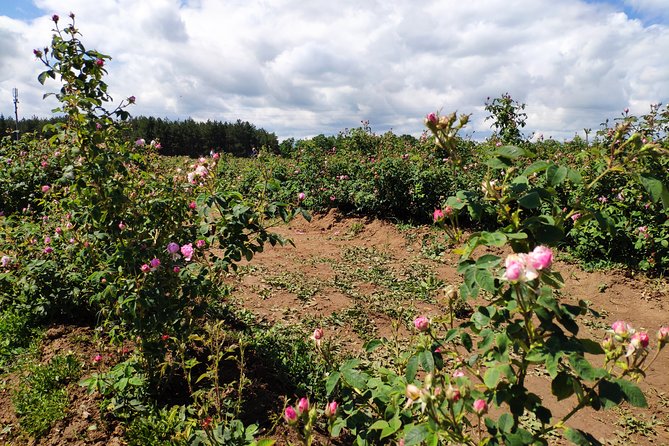Private Access Rose Festival Kazanlak 05-07.06.2025 - Why the Rose Festival matters in Kazanlak