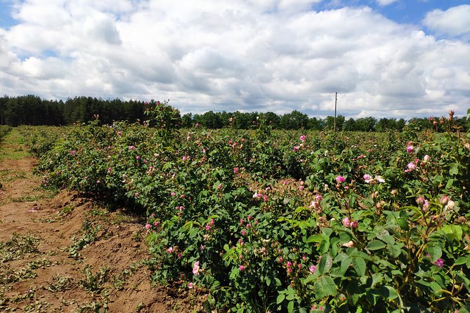 Private Access Rose Festival Kazanlak 05-07.06.2025 - Is $105.28 per person a fair price?
