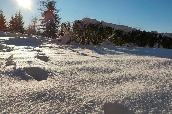 Private Buggy Experience All Seasons in Pamporovo - Private groups make the driving easier