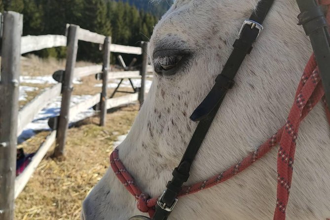 Private Horseback Riding the Rila Range - Iskar Reservoir gives the ride its calmest setting