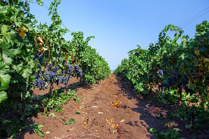 Special History And Wine Tour including Wine Tasting - Why Simeon’s Mound gives this tasting a purpose