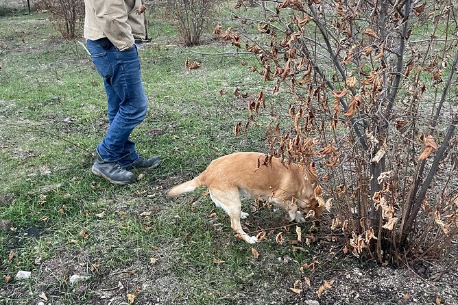 Truffle Hunting in Kyustendil - Why this Kyustendil truffle hunt feels different