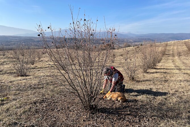 Truffle Hunting in Kyustendil - What $116.26 buys you
